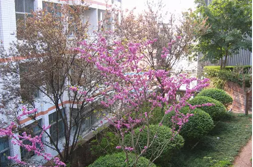 三星中學(xué)的本科升學(xué)率是多少？