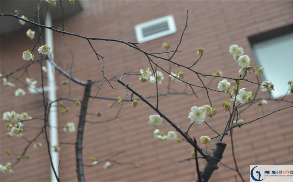 成都樹德中學(xué)光華校區(qū)自主招生中考網(wǎng)上怎么報名？