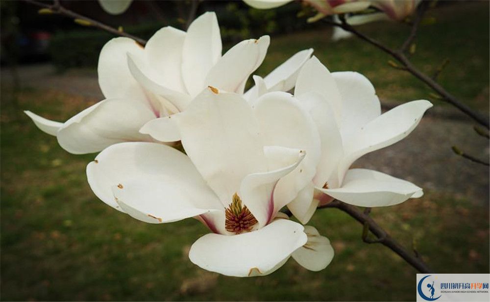 成都樹(shù)德中學(xué)博瑞實(shí)驗(yàn)學(xué)校電話號(hào)碼是多少？
